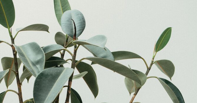 Injectable Tirzepatide